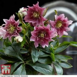 Hellebore 'Hello Amber' 9 Hellebore 'Hello Amber' -Plants Sales Store HELL KB3461 D