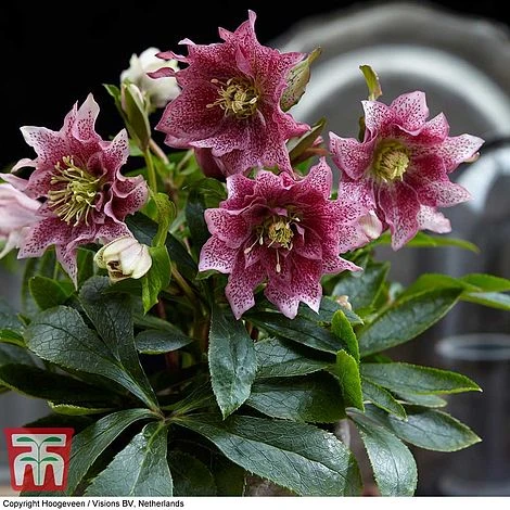 Hellebore 'Hello Amber' 6 Hellebore 'Hello Amber' - Image 4