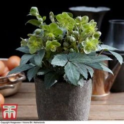 Hellebore 'Silver Dollar' -Plants Sales Store HELL KB3467 C