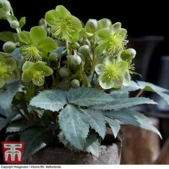 Hellebore 'Silver Dollar' -Plants Sales Store HELL KB3467 D