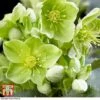 Hellebore Argutifolius 2 Hellebore Argutifolius -Plants Sales Store HELL TKA5472 B