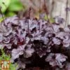 Heuchera Villosa 'Palace Purple' 2 Heuchera Villosa 'Palace Purple' -Plants Sales Store HEUC T57837 A