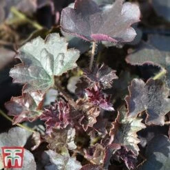 Heuchera Villosa 'Palace Purple' -Plants Sales Store HEUC T57837 B