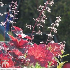 Heuchera Villosa 'Palace Purple' -Plants Sales Store HEUC T57837 C