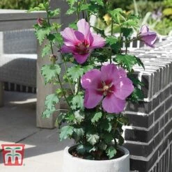 Hibiscus 'Walberton’s® Rose Moon' -Plants Sales Store HIBI KA2491 C1