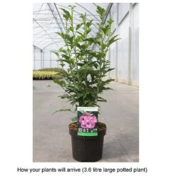 Hibiscus Syriacus 'Kakapo' -Plants Sales Store HIBI T67939 B h