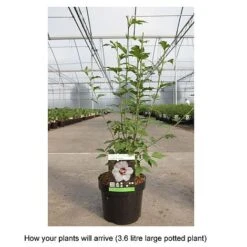Hibiscus Syriacus 'Lady Stanley' 16 Hibiscus Syriacus 'Lady Stanley' -Plants Sales Store HIBI T67941 B h