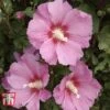 Hibiscus Syriacus 'Pink Giant'