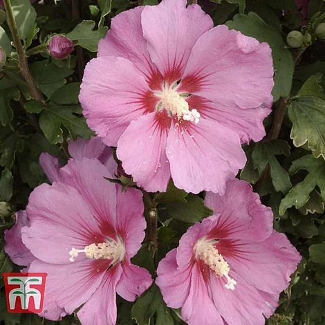Hibiscus Syriacus 'Pink Giant' 3 Hibiscus Syriacus 'Pink Giant'