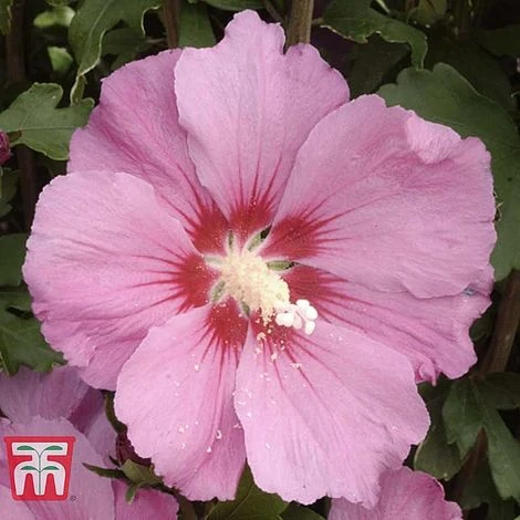 Hibiscus Syriacus 'Pink Giant' 4 Hibiscus Syriacus 'Pink Giant' - Image 2