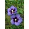 Hibiscus Syriacus Ultramarine 'Minultra' 2 Hibiscus Syriacus Ultramarine 'Minultra' -Plants Sales Store HIBI T67961 A h