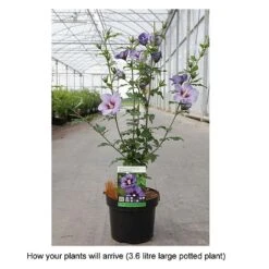 Hibiscus Syriacus Ultramarine 'Minultra' -Plants Sales Store HIBI T67961 B h