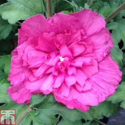 Hibiscus Syriacus 'Magenta Chiffon' -Plants Sales Store HIBI T79011 A h