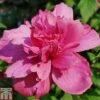 Hibiscus Syriacus 'Freedom' -Plants Sales Store HIBI T79051 A h