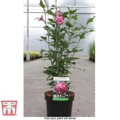Hibiscus Syriacus 'Freedom' -Plants Sales Store HIBI T79051 C