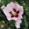 Hibiscus Syriacus 'Hamabo'