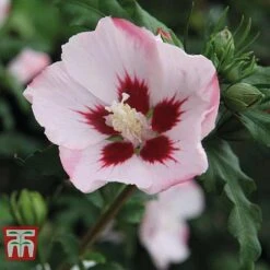 Hibiscus Syriacus 'Hamabo'