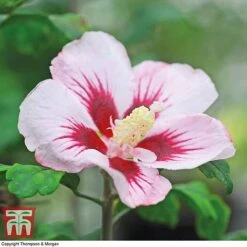Hibiscus Syriacus 'Hamabo' -Plants Sales Store HIBI T79052 E