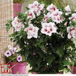 Hibiscus 'Starburst Chiffon' -Plants Sales Store HIBI T81880 A1