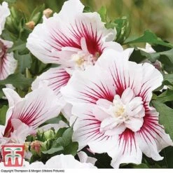 Hibiscus 'Starburst Chiffon' -Plants Sales Store HIBI T81880 C1