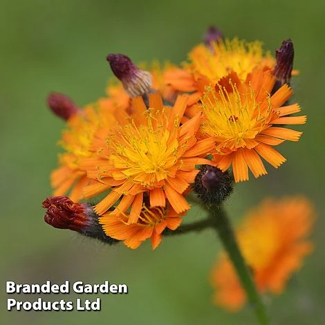 Hieracium Aurantiacum 3 Hieracium Aurantiacum