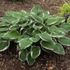Hosta 'Francee' -Plants Sales Store HOST T57845 A h