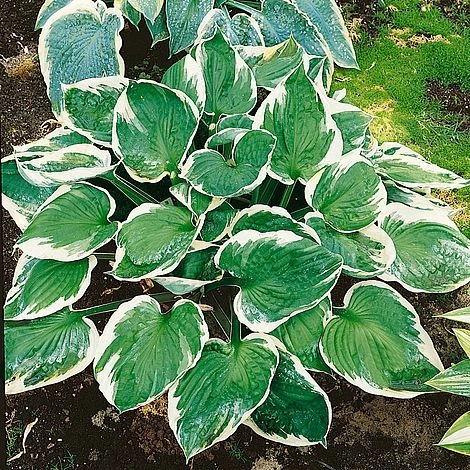 Hosta 'Minuteman' 3 Hosta 'Minuteman'
