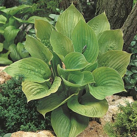 Hosta 'Sum And Substance' 3 Hosta 'Sum And Substance'
