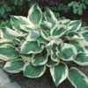 Hosta 'Wide Brim' -Plants Sales Store HOST T62235 A h