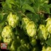 Humulus Lupulus -Plants Sales Store HUMU 56076 A