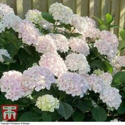 Hydrangea Macrophylla 'Mme E. Mouillere' 11 Hydrangea Macrophylla 'Mme E. Mouillere' -Plants Sales Store HYD t66239 C