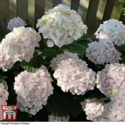 Hydrangea Macrophylla 'Mme E. Mouillere' 12 Hydrangea Macrophylla 'Mme E. Mouillere' -Plants Sales Store HYD t66239 D