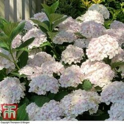 Hydrangea Macrophylla 'Mme E. Mouillere' 15 Hydrangea Macrophylla 'Mme E. Mouillere' -Plants Sales Store HYD t66239 F