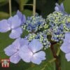 Hydrangea Macrophylla 'Nizza' 2 Hydrangea Macrophylla 'Nizza' -Plants Sales Store HYDR KB3618 A