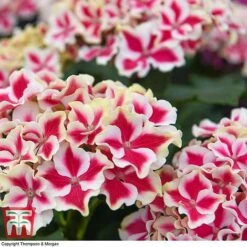 Hydrangea Macrophylla 'Camilla' 6 Hydrangea Macrophylla 'Camilla' -Plants Sales Store HYDR KB3620 C