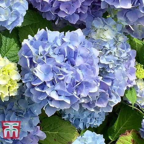 Hydrangea Macrophylla 'Early Blue' 4 Hydrangea Macrophylla 'Early Blue' - Image 2