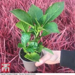 Hydrangea Macrophylla GLAM ROCK 'Horwack' 8 Hydrangea Macrophylla GLAM ROCK 'Horwack' -Plants Sales Store HYDR T10121 E