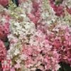 Hydrangea Paniculata 'Pinky Winky' 2 Hydrangea Paniculata 'Pinky Winky' -Plants Sales Store HYDR T58480 A1