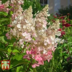Hydrangea Paniculata 'Pinky Winky' -Plants Sales Store HYDR T58480 C1
