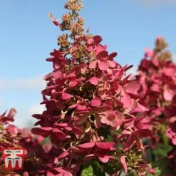 Hydrangea Paniculata 'Pinky Winky' -Plants Sales Store HYDR T58480 D1
