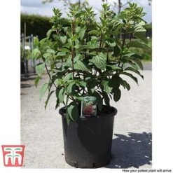 Hydrangea Paniculata 'Pinky Winky' -Plants Sales Store HYDR T58480 E1