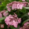 Hydrangea Macrophylla 'Endless Summer - Twist & Shout' -Plants Sales Store HYDR T62055 A