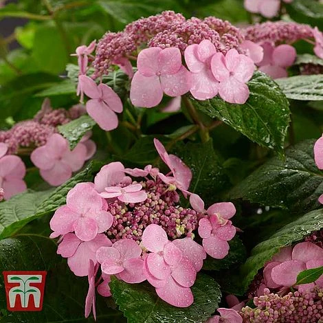 Hydrangea Macrophylla 'Endless Summer - Twist & Shout' 3 Hydrangea Macrophylla 'Endless Summer - Twist & Shout'