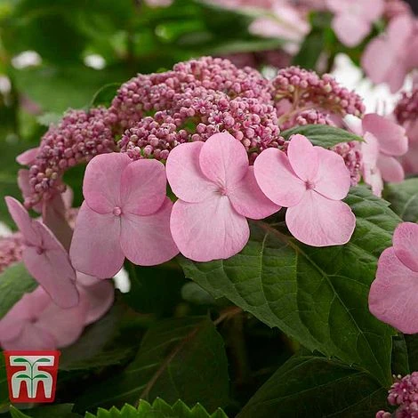 Hydrangea Macrophylla 'Endless Summer - Twist & Shout' 4 Hydrangea Macrophylla 'Endless Summer - Twist & Shout' - Image 2