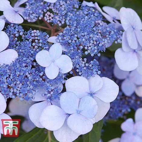 Hydrangea Macrophylla 'Endless Summer - Twist & Shout' 5 Hydrangea Macrophylla 'Endless Summer - Twist & Shout' - Image 3