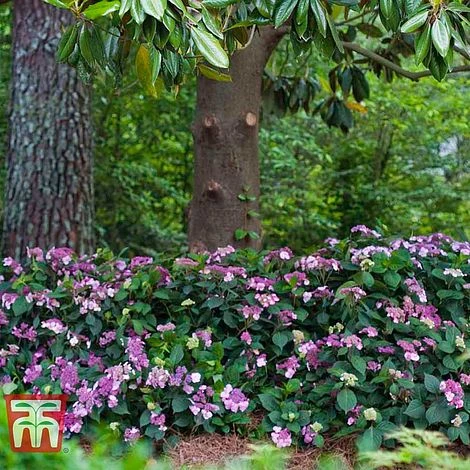 Hydrangea Macrophylla 'Endless Summer - Twist & Shout' 6 Hydrangea Macrophylla 'Endless Summer - Twist & Shout' - Image 4