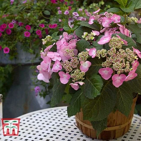 Hydrangea Macrophylla 'Endless Summer - Twist & Shout' 7 Hydrangea Macrophylla 'Endless Summer - Twist & Shout' - Image 5