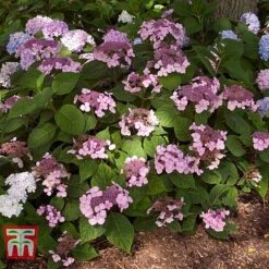 Hydrangea Macrophylla 'Endless Summer - Twist & Shout' 18 Hydrangea Macrophylla 'Endless Summer - Twist & Shout' -Plants Sales Store HYDR T62055 F
