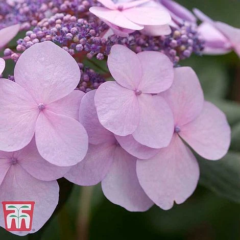 Hydrangea Macrophylla 'Endless Summer - Twist & Shout' 9 Hydrangea Macrophylla 'Endless Summer - Twist & Shout' - Image 7