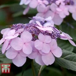 Hydrangea Macrophylla 'Endless Summer - Twist & Shout' 20 Hydrangea Macrophylla 'Endless Summer - Twist & Shout' -Plants Sales Store HYDR T62055 H